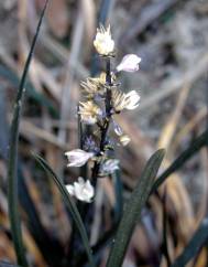 Ophiopogon planiscapus var. nigrescens