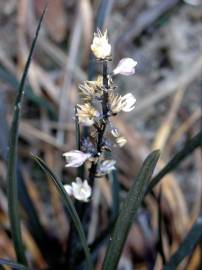 Fotografia da espécie Ophiopogon planiscapus var. nigrescens