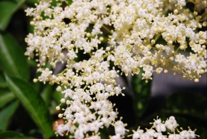 Fotografia da espécie Sambucus nigra subesp. nigra