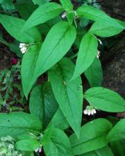 Fotografia da espécie Symphytum officinale