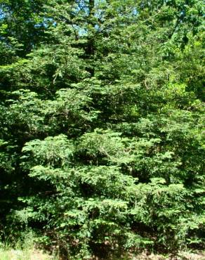 Fotografia 1 da espécie Abies grandis no Jardim Botânico UTAD