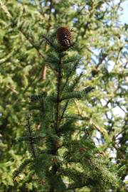 Fotografia da espécie Pseudotsuga menziesii var. menziesii