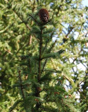 Fotografia 3 da espécie Pseudotsuga menziesii var. menziesii no Jardim Botânico UTAD