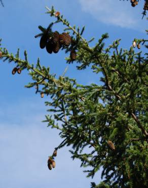 Fotografia 4 da espécie Pseudotsuga menziesii var. menziesii no Jardim Botânico UTAD