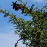 Fotografia 4 da espécie Pseudotsuga menziesii var. menziesii do Jardim Botânico UTAD