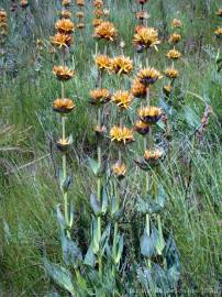 Fotografia da espécie Gentiana lutea subesp. lutea