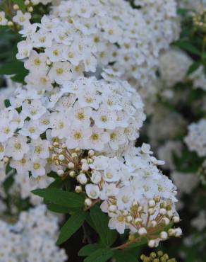 Fotografia 3 da espécie Spiraea cantoniensis no Jardim Botânico UTAD