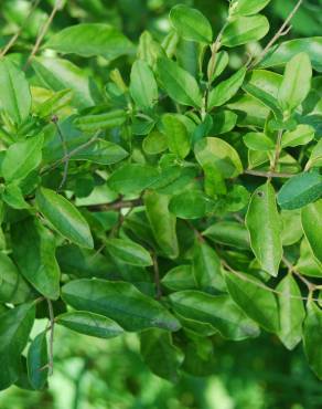 Fotografia 3 da espécie Ligustrum vulgare no Jardim Botânico UTAD