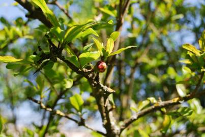 Fotografia da espécie Punica granatum