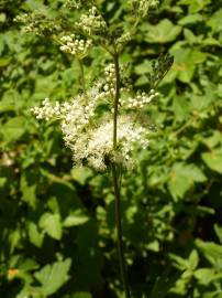 Fotografia da espécie Filipendula ulmaria