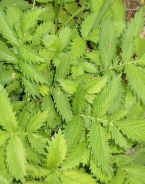 Fotografia 3 da espécie Filipendula ulmaria no Jardim Botânico UTAD