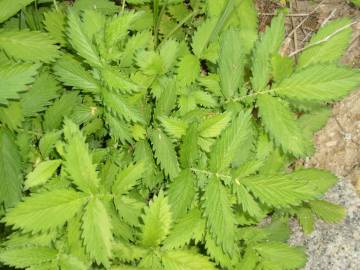 Fotografia da espécie Filipendula ulmaria