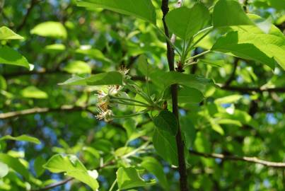 Fotografia da espécie Malus sylvestris