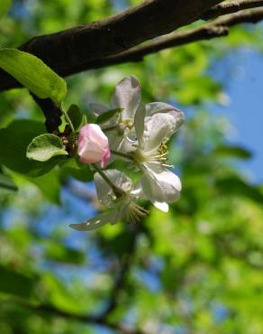 Fotografia 3 da espécie Malus sylvestris no Jardim Botânico UTAD