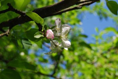 Fotografia da espécie Malus sylvestris