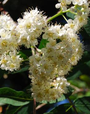 Fotografia 3 da espécie Sorbus aucuparia no Jardim Botânico UTAD