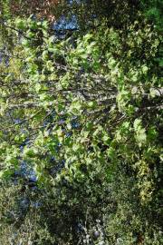 Fotografia da espécie Sorbus torminalis