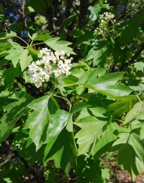 Fotografia 3 da espécie Sorbus torminalis no Jardim Botânico UTAD