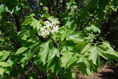 Fotografia da espécie Sorbus torminalis