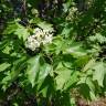 Fotografia 3 da espécie Sorbus torminalis do Jardim Botânico UTAD