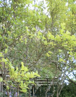 Fotografia 3 da espécie Lagerstroemia indica no Jardim Botânico UTAD