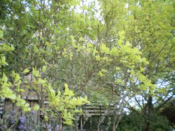 Fotografia da espécie Lagerstroemia indica