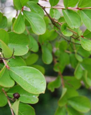 Fotografia 4 da espécie Lagerstroemia indica no Jardim Botânico UTAD