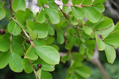 Fotografia da espécie Lagerstroemia indica