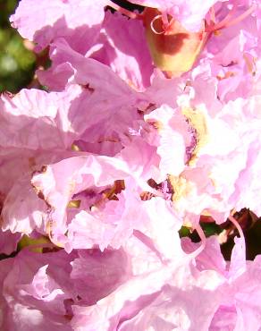 Fotografia 5 da espécie Lagerstroemia indica no Jardim Botânico UTAD