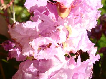 Fotografia da espécie Lagerstroemia indica