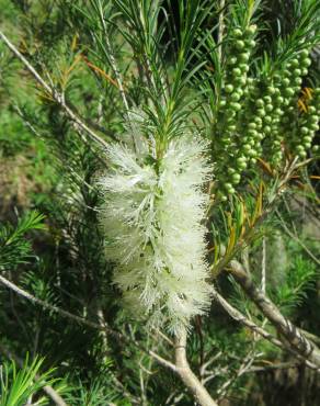 Fotografia 5 da espécie Melaleuca armillaris no Jardim Botânico UTAD