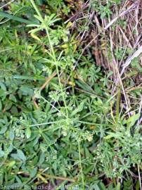 Fotografia da espécie Galium aparine subesp. aparine