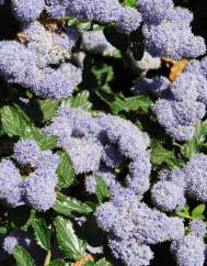 Ceanothus thyrsiflorus var. repens