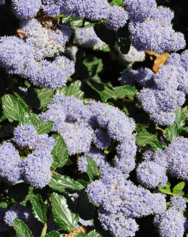 Fotografia de capa Ceanothus thyrsiflorus var. repens - do Jardim Botânico