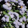 Fotografia 1 da espécie Ceanothus thyrsiflorus var. repens do Jardim Botânico UTAD