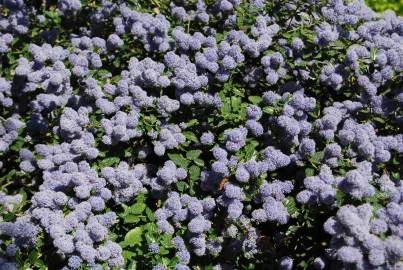 Fotografia da espécie Ceanothus thyrsiflorus var. repens