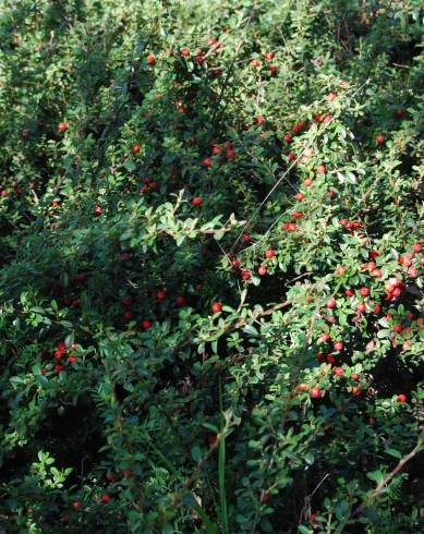 Fotografia de capa Cotoneaster conspicuus - do Jardim Botânico