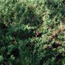 Fotografia 1 da espécie Cotoneaster conspicuus do Jardim Botânico UTAD