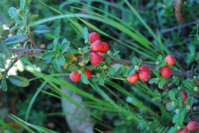 Fotografia da espécie Cotoneaster conspicuus