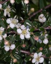 Fotografia da espécie Cotoneaster horizontalis