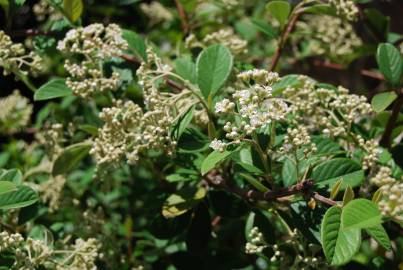 Fotografia da espécie Cotoneaster coriaceus