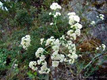 Fotografia da espécie Galium glaucum subesp. australe