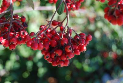 Fotografia da espécie Cotoneaster coriaceus