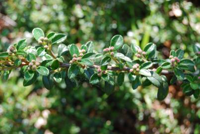 Fotografia da espécie Cotoneaster microphyllus