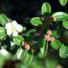 Fotografia 3 da espécie Cotoneaster microphyllus do Jardim Botânico UTAD