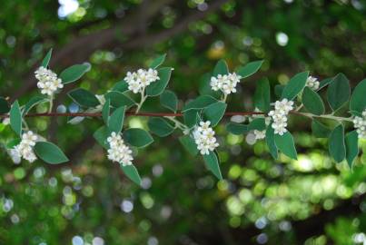 Fotografia da espécie Cotoneaster pannosus