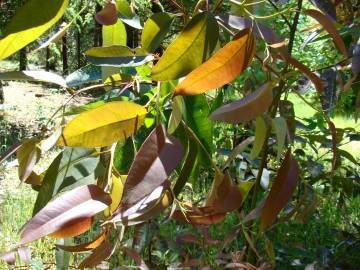 Fotografia da espécie Corymbia citriodora