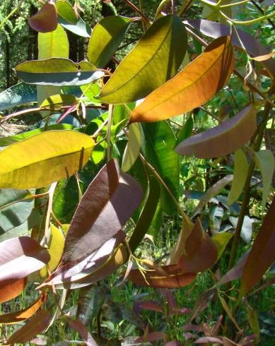Fotografia de capa Corymbia citriodora - do Jardim Botânico