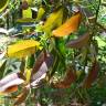 Fotografia 1 da espécie Corymbia citriodora do Jardim Botânico UTAD