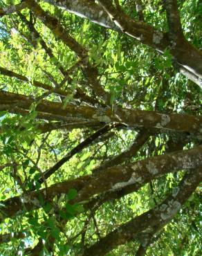 Fotografia 1 da espécie Fraxinus ornus no Jardim Botânico UTAD